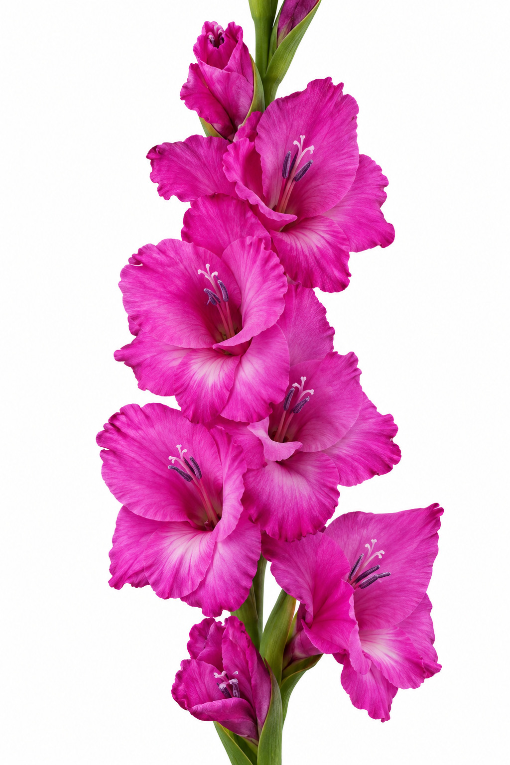 Gladiolo Variedad [Aurora] 10 Unidades