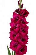 Gladiolo Variedad [BlackStar] 10 Unidades