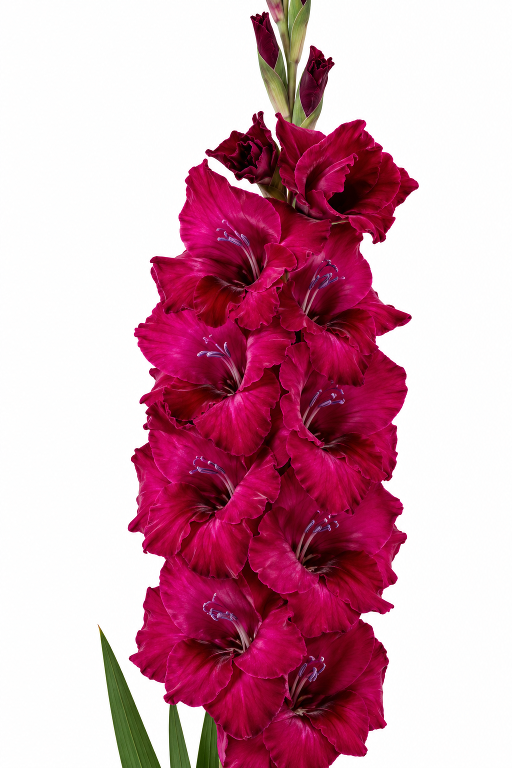Gladiolo Variedad [BlackStar] 10 Unidades