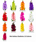 Mix Gladiolos 13 Colores [100 Unds]