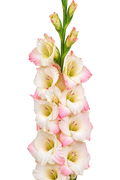 Gladiolo Variedad [Cream Perfection] 10 Unidades