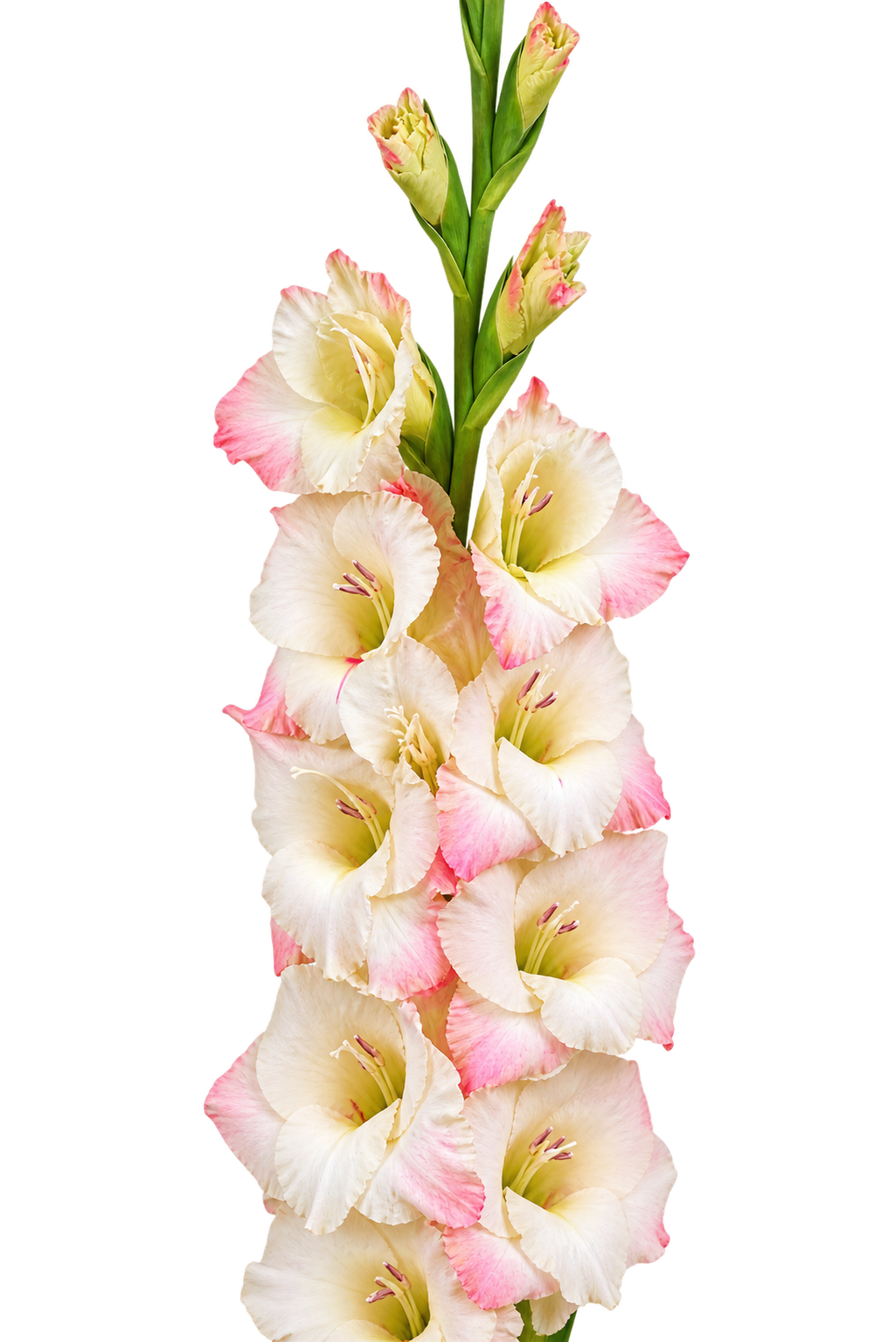 Gladiolo Variedad [Cream Perfection] 10 Unidades