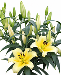 Lilium [Oriental- Amarillo] 10 Unidades
