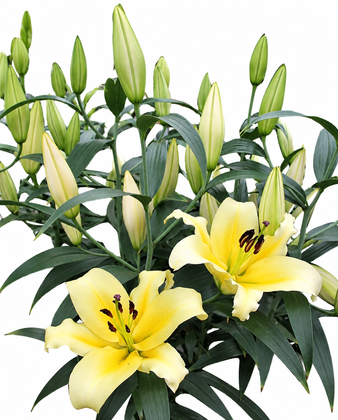Lilium [Oriental- Amarillo] 10 Unidades