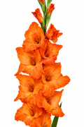 Gladiolo Variedad [Live Oak] 10 Unidades