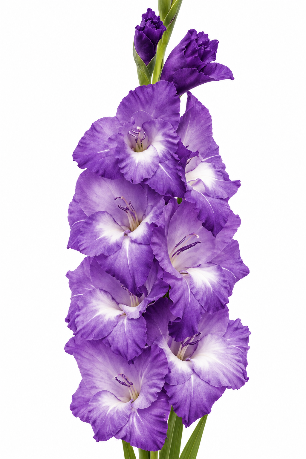 Gladiolo Variedad [Nori] 10 Unidades