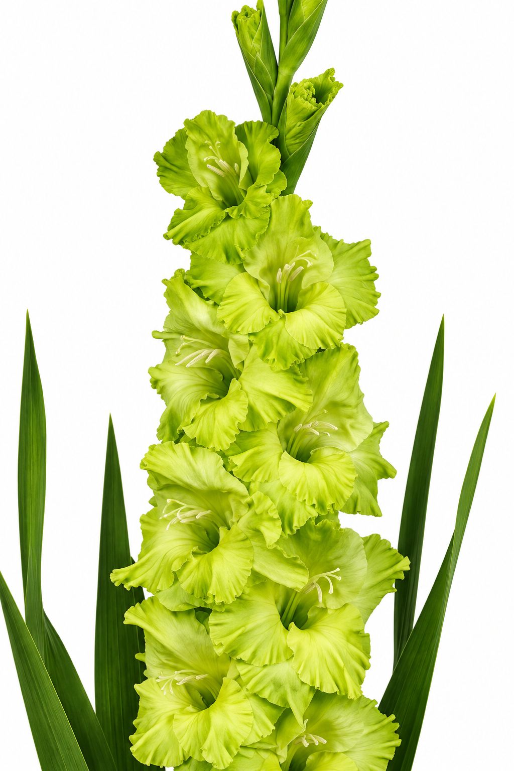 Gladiolo Variedad [PrimaVerde] 10 Unidades