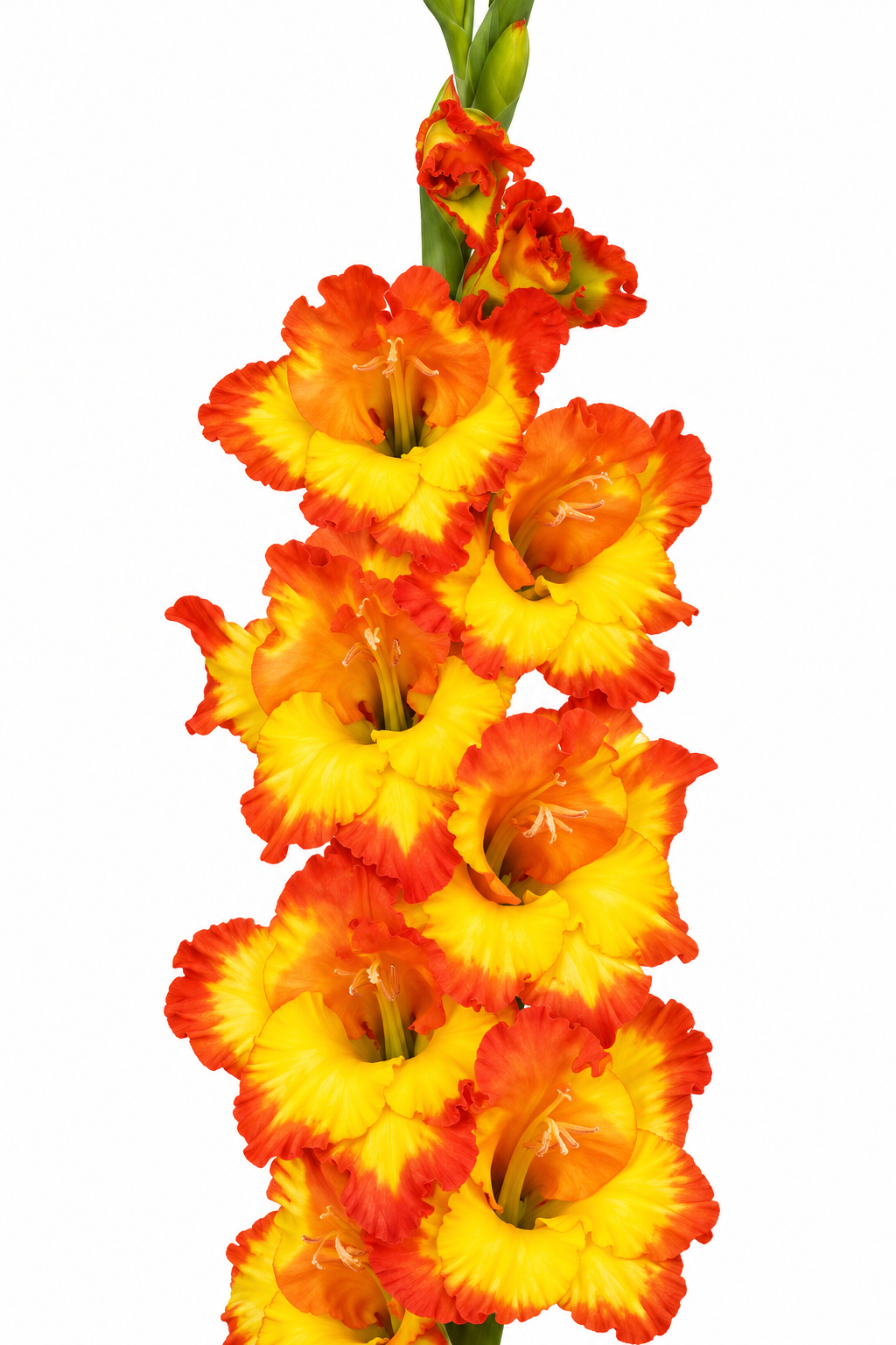 Gladiolo Variedad [Princess Margaret] 10 Unidades