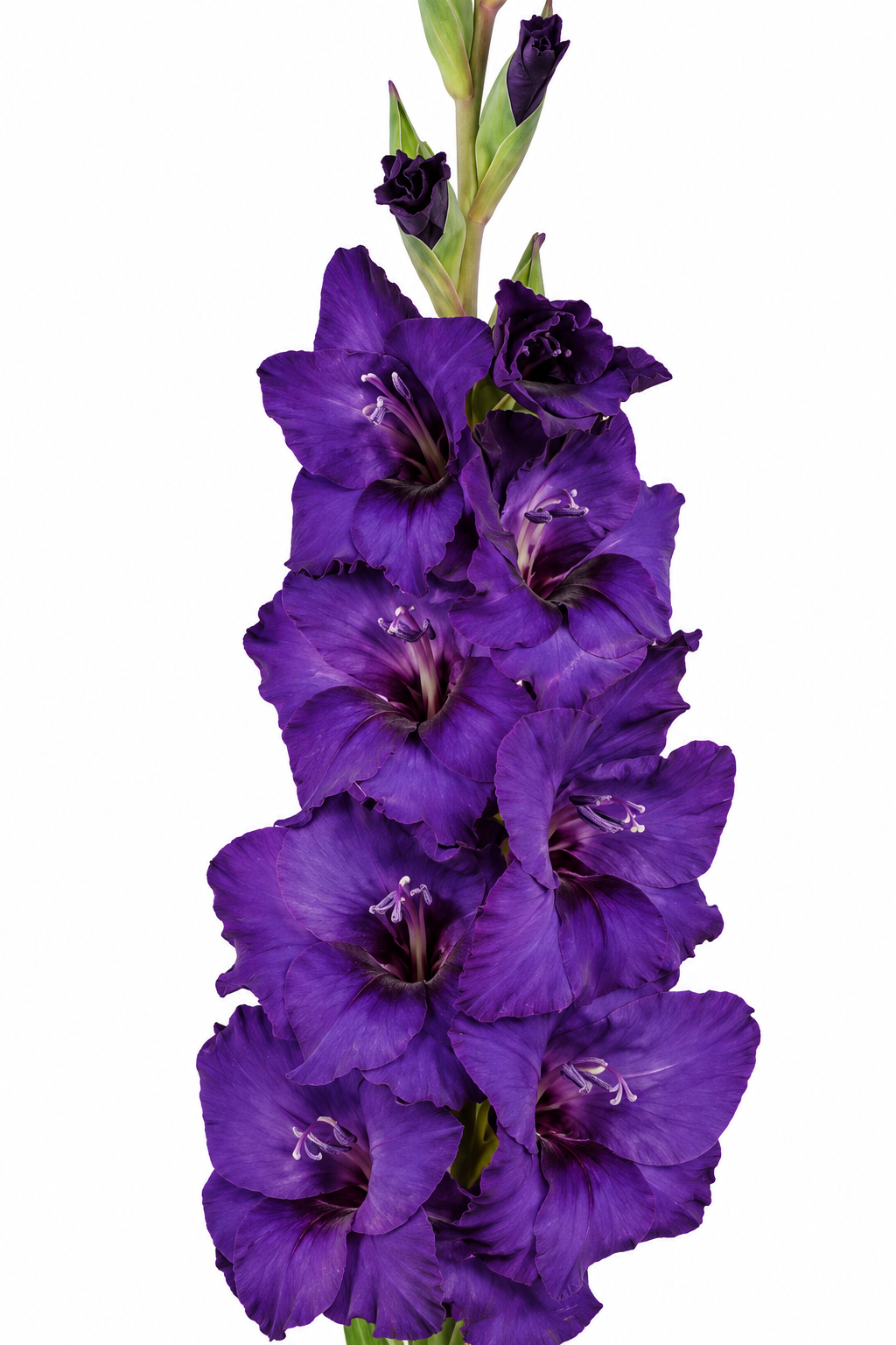 Gladiolo Variedad [PurpeFlora] 10 Unidades