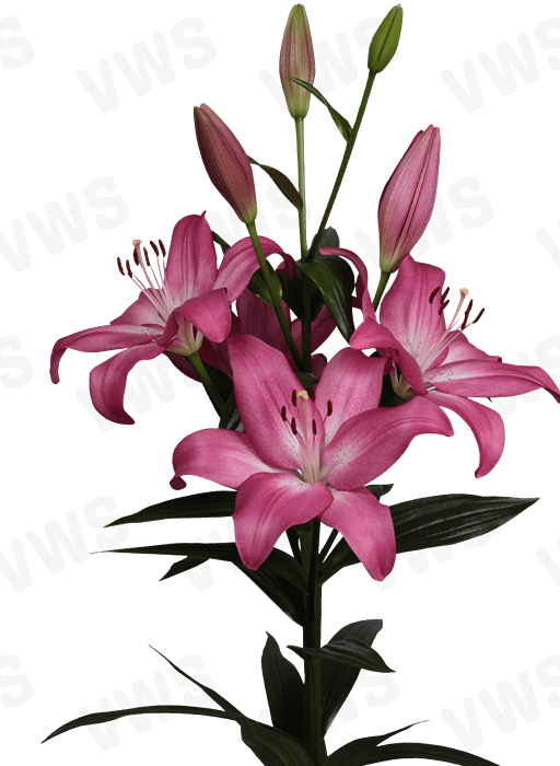 Lilium [L.A- Rosado] 10 Unidades