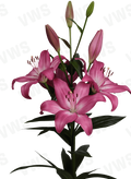 Lilium [L.A- Rosado] 10 Unidades