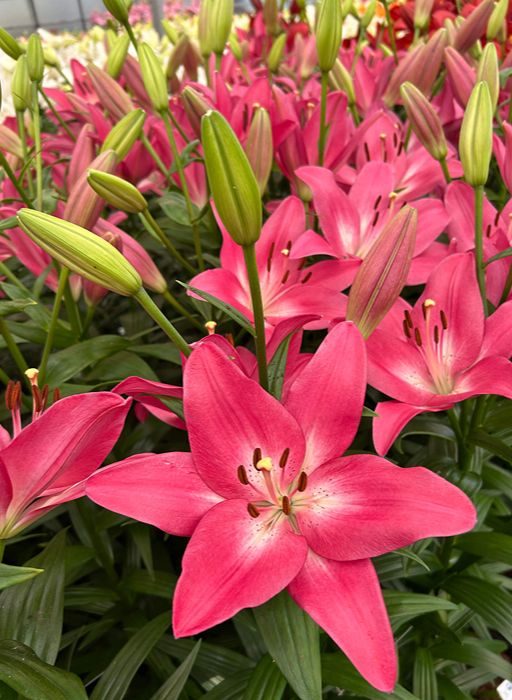Lilium [L.A- Rosado] 10 Unidades