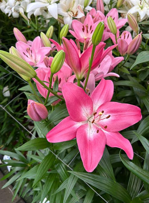 Lilium [L.A- Rosado] 10 Unidades