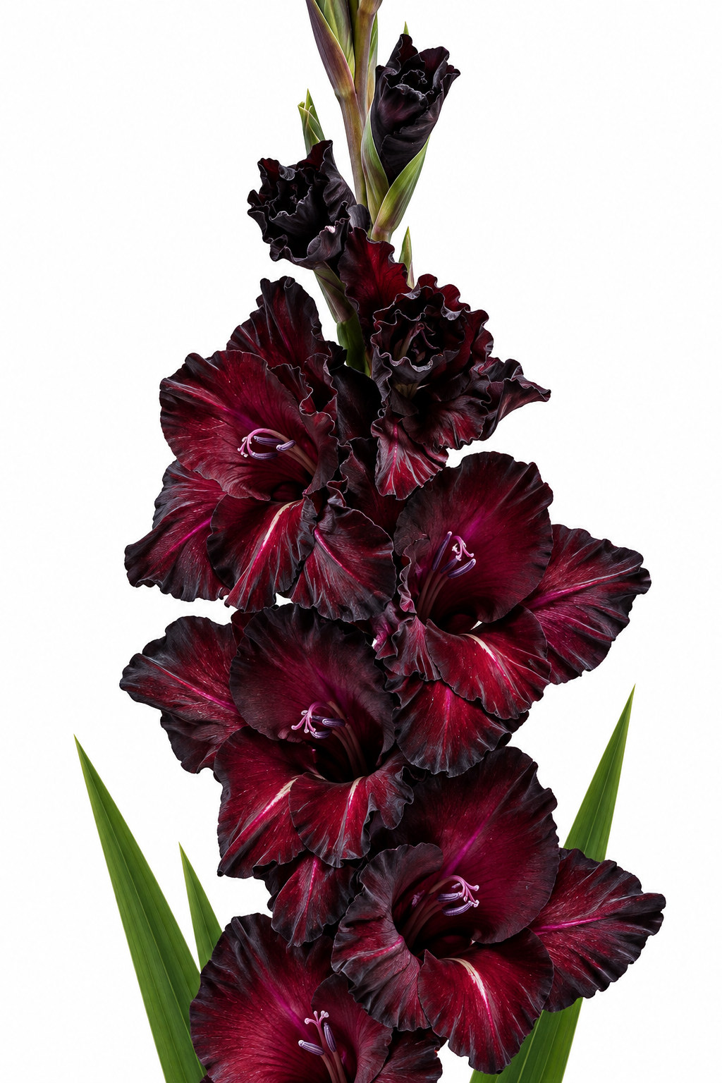 Gladiolo Variedad [BlackSurprise] 10 Unidades
