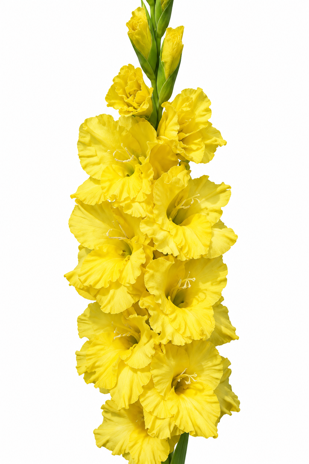Gladiolo Variedad [Braval] 10 Unidades