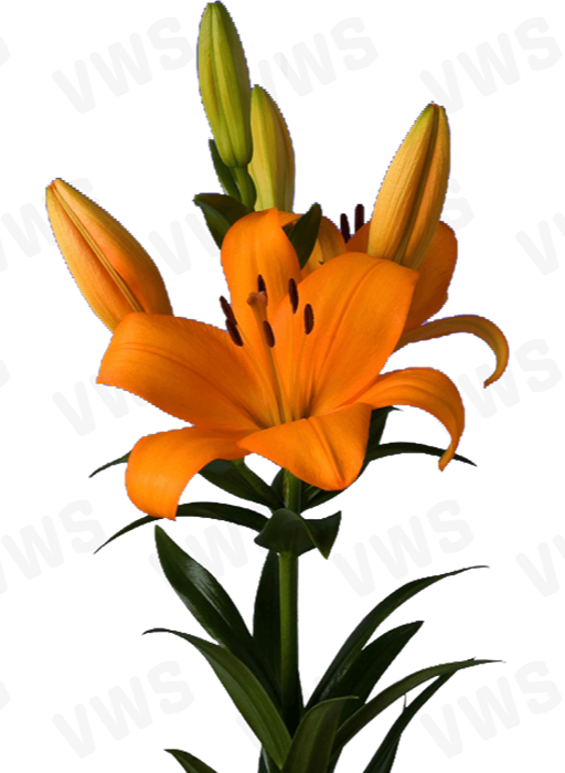 Lilium L-A [- Naranja] 10 Unidades