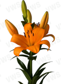 Lilium L-A [- Naranja] 10 Unidades