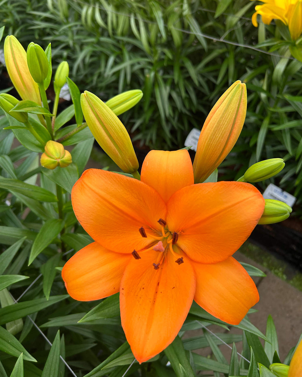 Lilium L-A [- Naranja] 10 Unidades