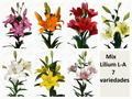 Mix Lilium L.A  7 variedades [50 unds]