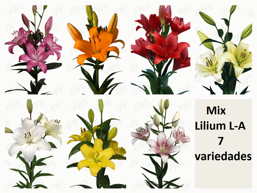 Mix Lilium L.A  7 variedades [50 unds]