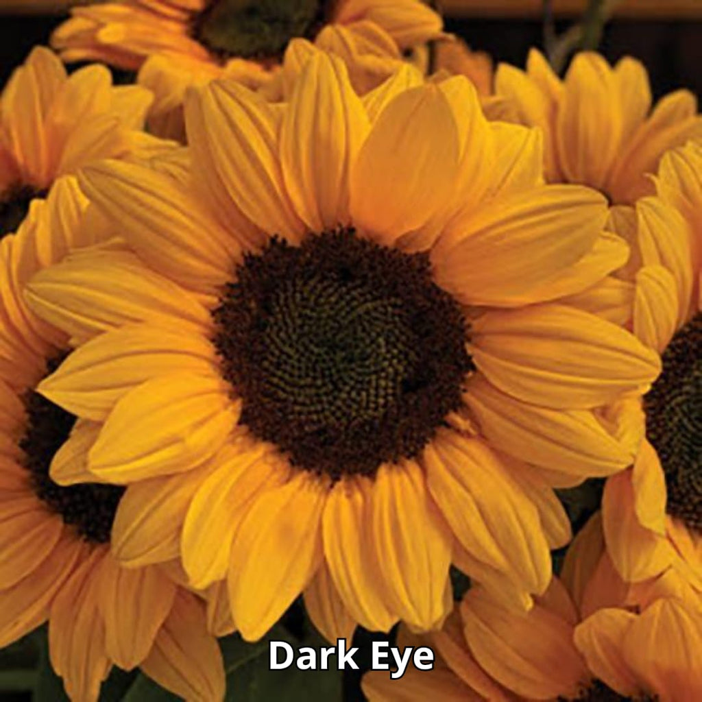 Semillas 50(u) - Girasol [Vincent Choice Dark Eye]