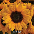 Semillas 50(u) - Girasol [Vincent Choice Dark Eye]