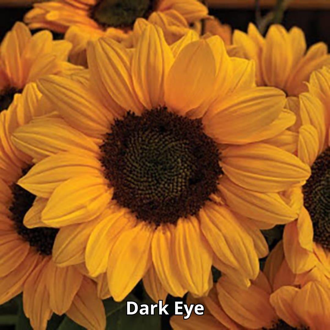 Semillas 50(u) - Girasol [Vincent Choice Dark Eye]