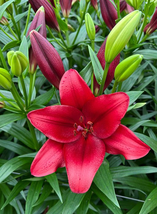Lilium [L.A- Rojo] 10 Unidades