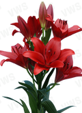 Lilium [L.A- Rojo] 10 Unidades