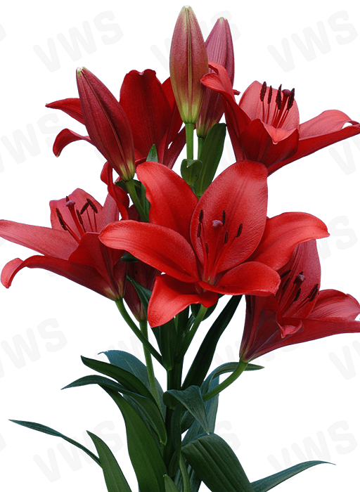 Lilium [L.A- Rojo] 10 Unidades