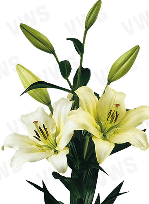Lilium [L.A- Verde Limón & Blanco] 10 Unidades