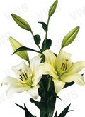 Lilium [L.A- Verde Limón & Blanco] 10 Unidades