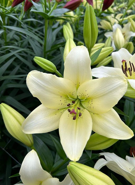Lilium [L.A- Verde Limón & Blanco] 10 Unidades