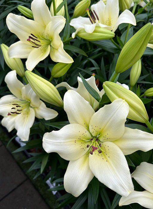 Lilium [L.A- Verde Limón & Blanco] 10 Unidades