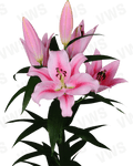 Lilium [Oriental- Bicolor Blanco y Rosado] 10 Unidades