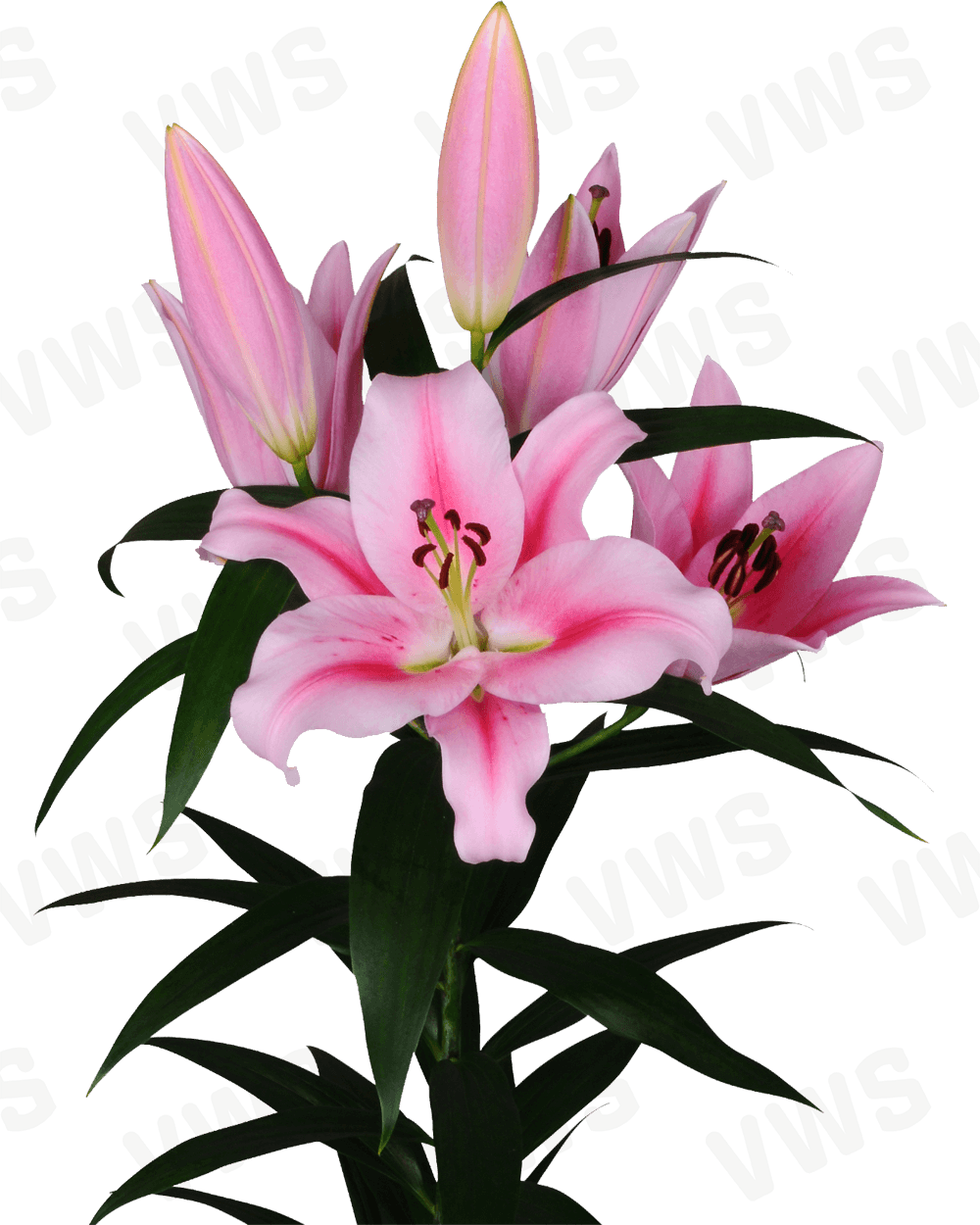 Lilium [Oriental- Bicolor Blanco y Rosado] 10 Unidades