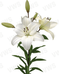 Lilium [L.A- Blanco] 10 Unidades