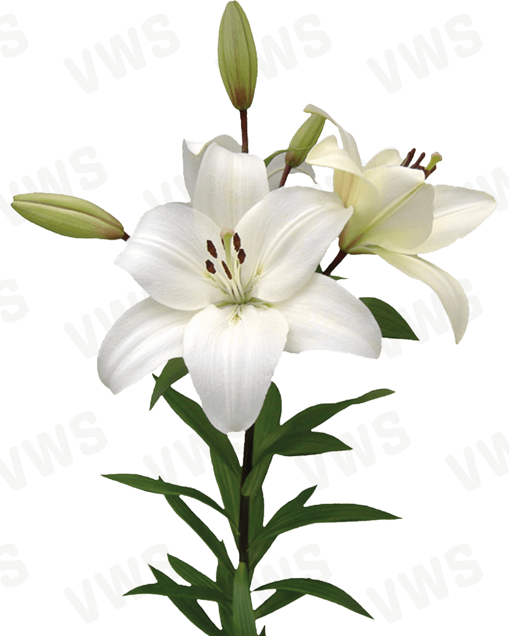 Lilium [L.A- Blanco] 10 Unidades