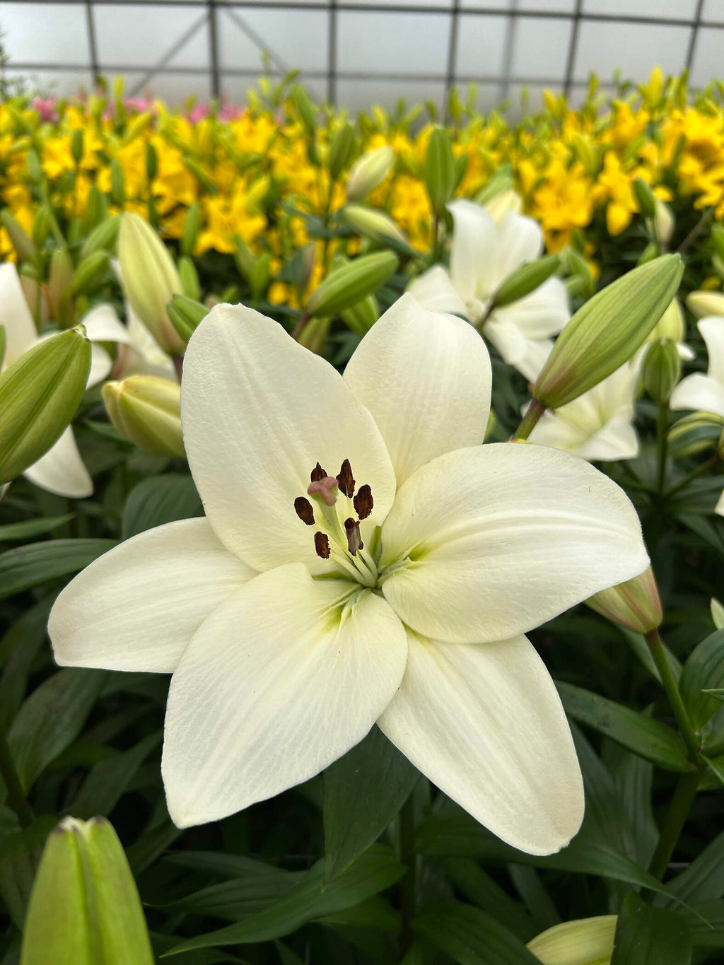 Lilium [L.A- Blanco] 10 Unidades