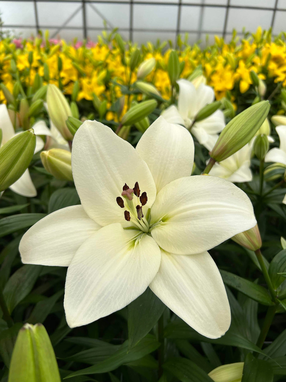 Lilium [L.A- Blanco] 10 Unidades