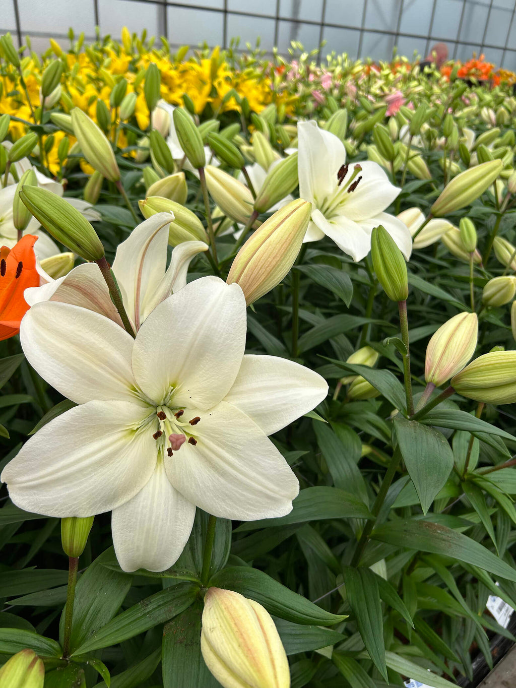 Lilium [L.A- Blanco] 10 Unidades