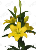 Lilium [L.A- Amarillo] 10 Unidades