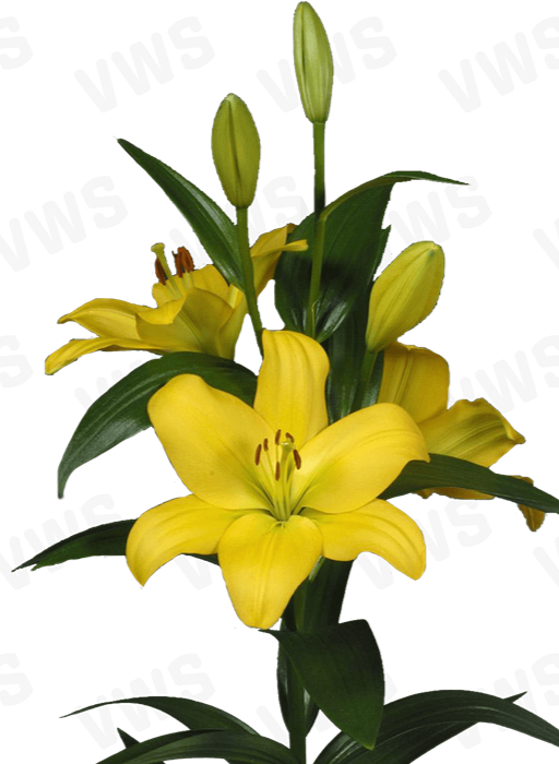 Lilium [L.A- Amarillo] 10 Unidades