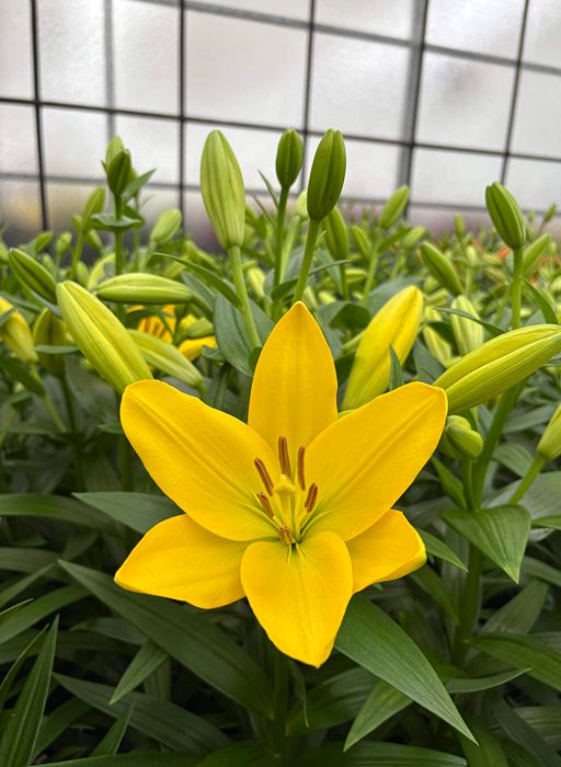 Lilium [L.A- Amarillo] 10 Unidades