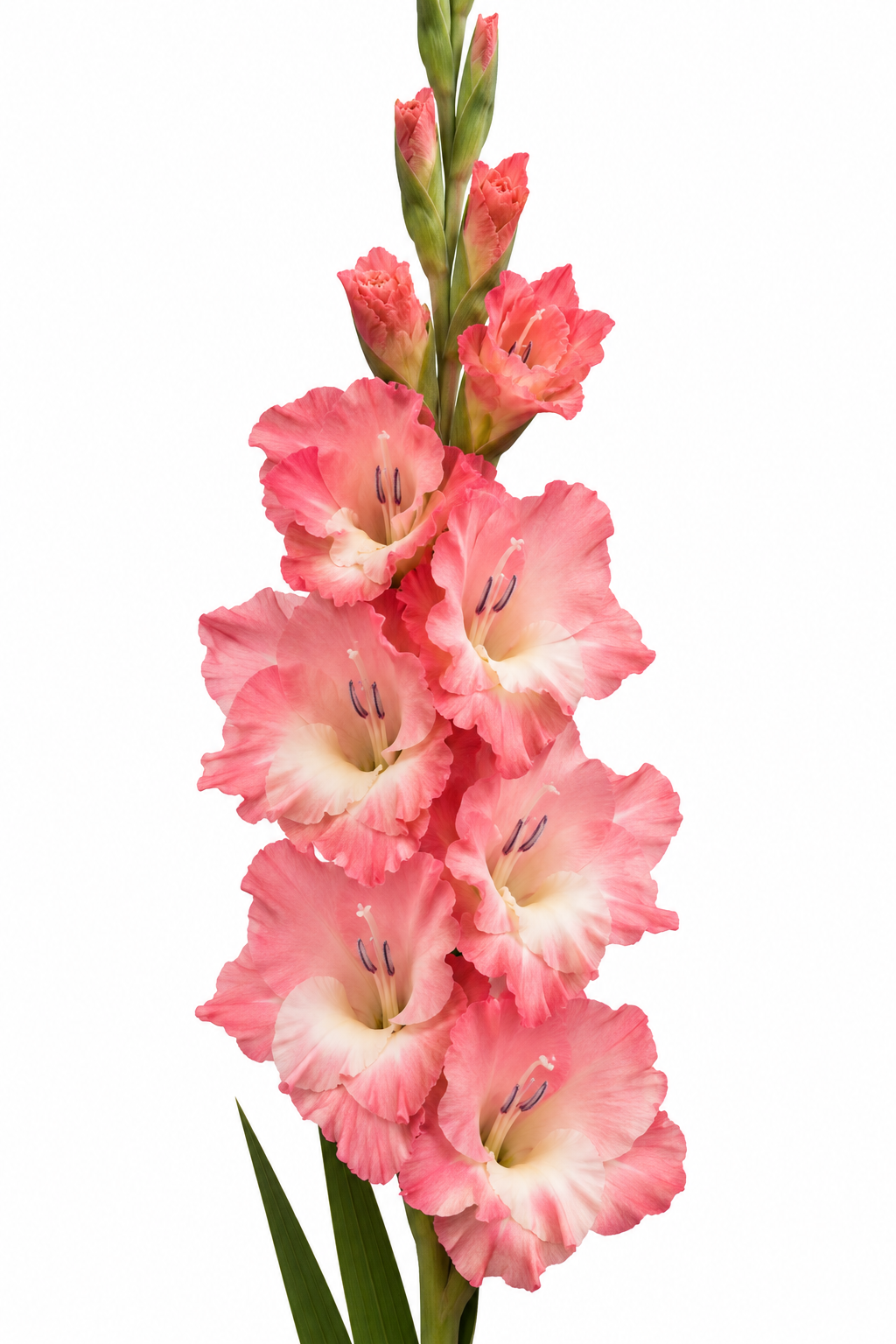 Gladiolo Variedad [RoseSuprime] 10 Unidades