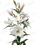 Lilium [Oriental- Blanco] 10 Unidades