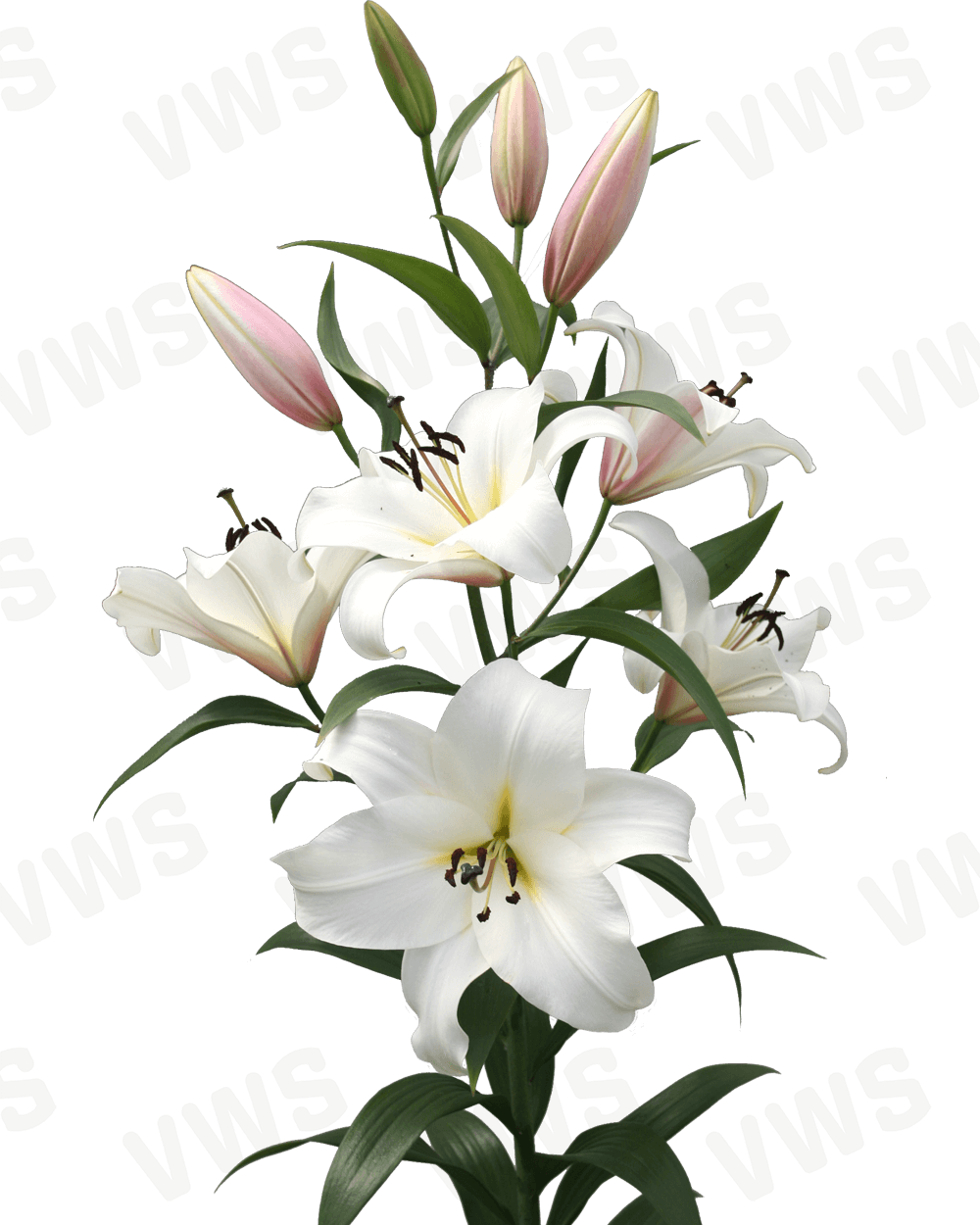 Lilium [Oriental- Blanco] 10 Unidades