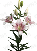 Lilium [L.A- Bicolor Blanco-Purpura] 10 Unidades