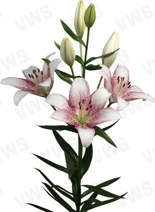 Lilium [L.A- Bicolor Blanco-Purpura] 10 Unidades