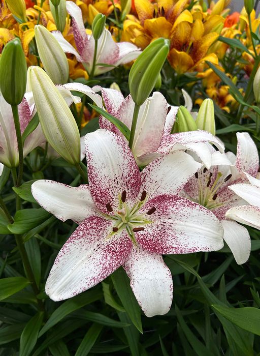 Lilium [L.A- Bicolor Blanco-Purpura] 10 Unidades